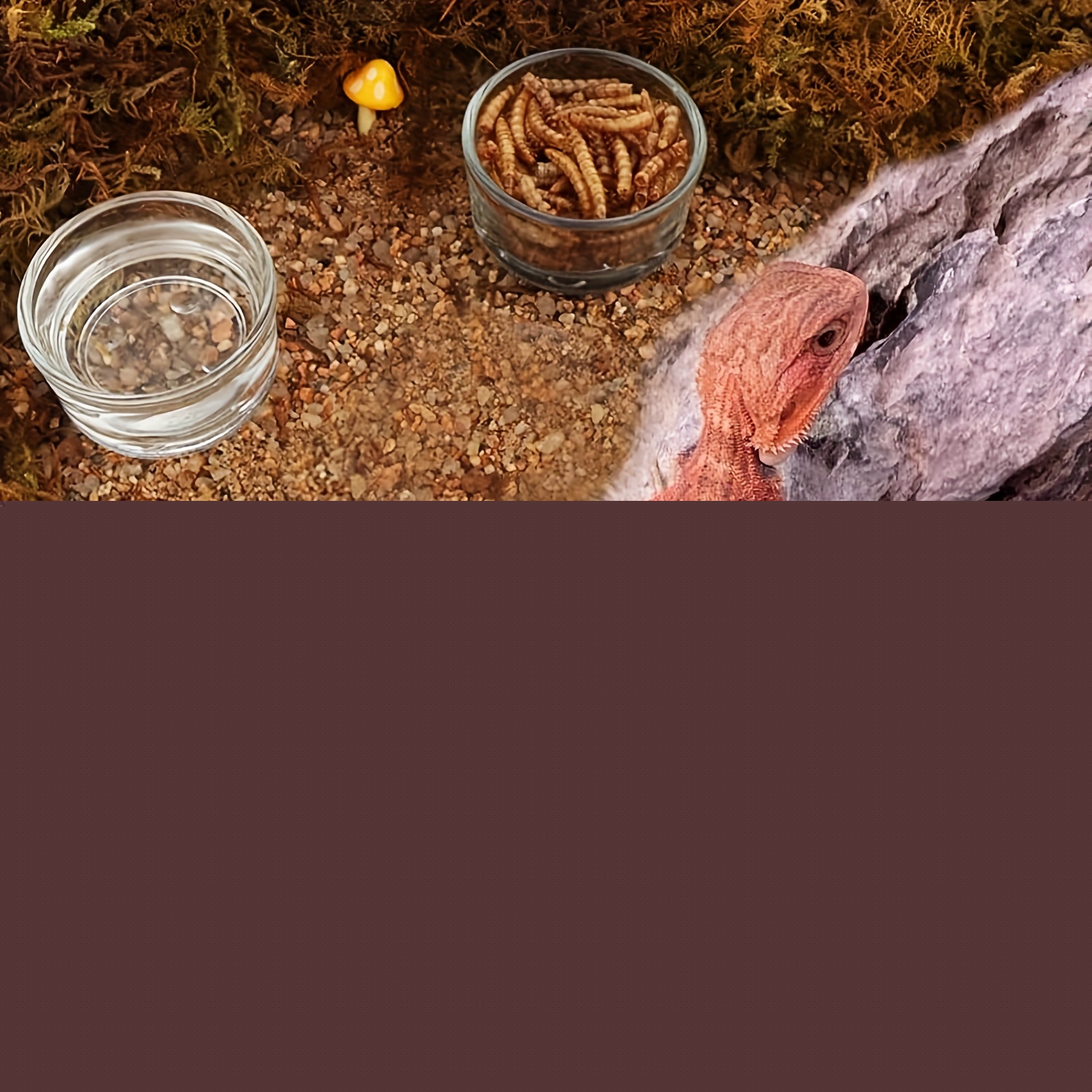 Glass Aquarium Mini Size Shrim - đánh giá và giá Pet Supplies Fish