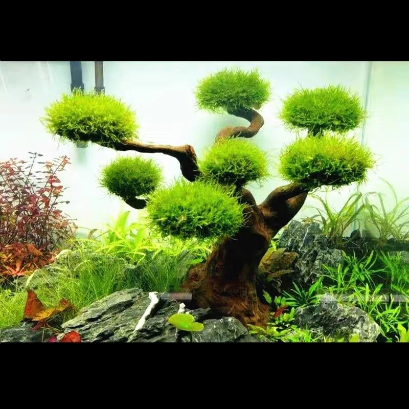 Aquarium Driftwood Landscaping - đánh giá và giá Pet Supplies Fish