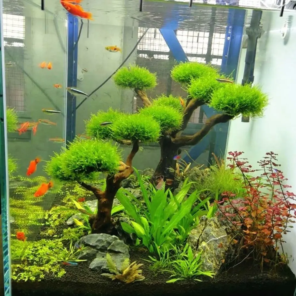 Aquarium Driftwood Landscaping - đánh giá và giá Pet Supplies Fish